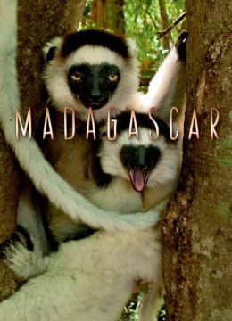 Xem Phim Madagascar 2011 Vietsub HD Online