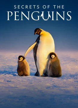 Xem Phim Secrets of the Penguins Vietsub HD Online
